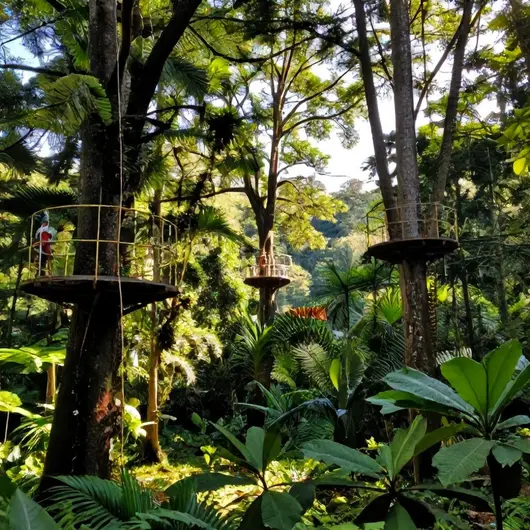Arborismo no Horto Florestal: Aventura nas Árvores