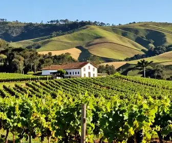 Explore a Rota dos Vinhos da Mantiqueira: Uma Experiência Inesquecível Explore a Rota dos Vinhos da Mantiqueira: Uma Experiência Inesquecível